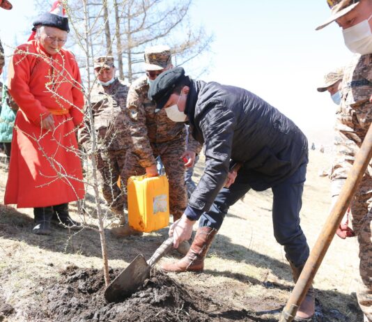 Сурвалжлага: Цэргийнхэн шүтээн хайрхандаа 20 мянган мод тарилаа