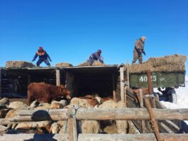 БУЛГАН АЙМГИЙН МАЛЧИД ЦЭРГИЙНХЭНД ТАЛАРХАЛ ИЛЭРХИЙЛСЭЭР БАЙНА